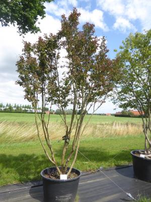 LAGERSTROEMIA INDICA 'DURANT RED'