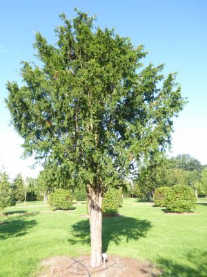 TAXUS BACCATA